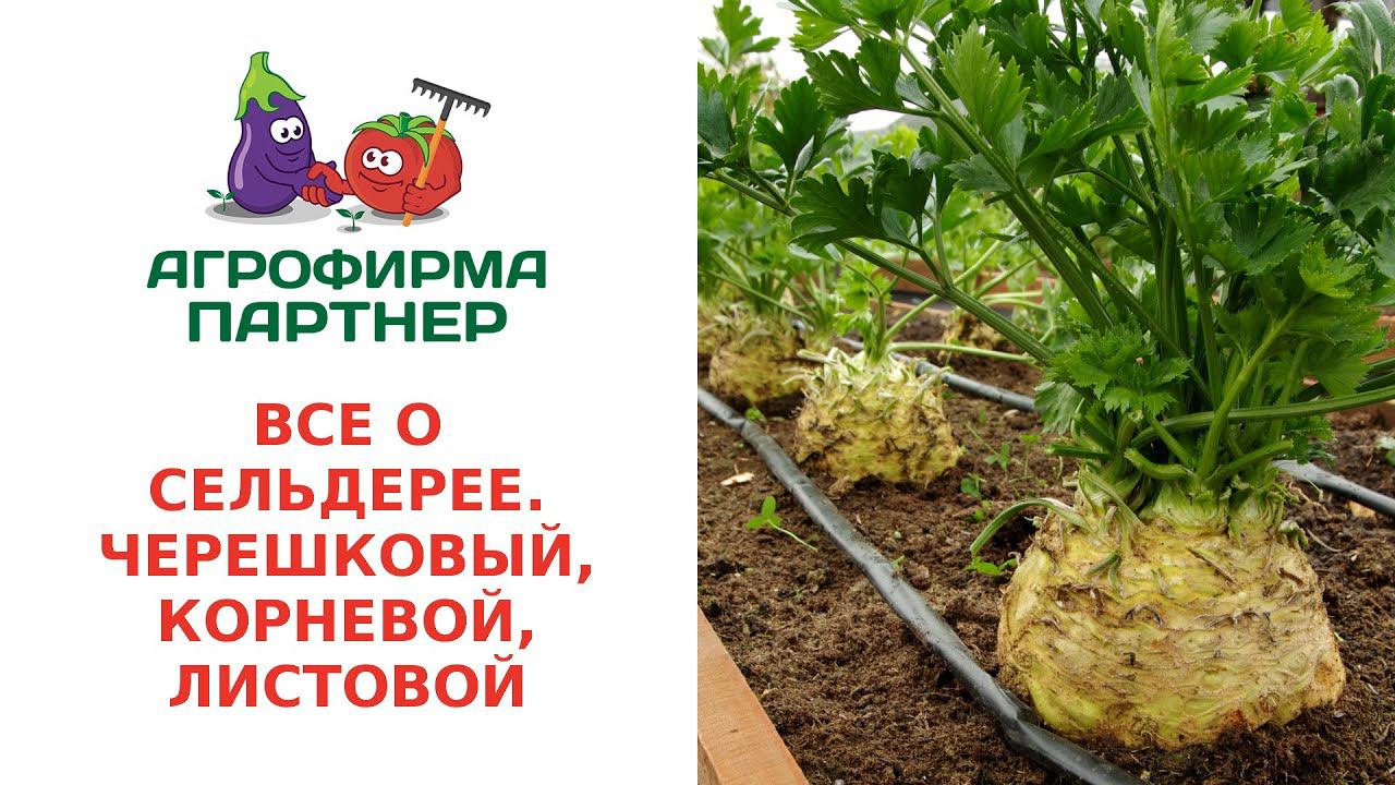 ВСЕ О СЕЛЬДЕРЕЕ. ЧЕРЕШКОВЫЙ, КОРНЕВОЙ, ЛИСТОВОЙ