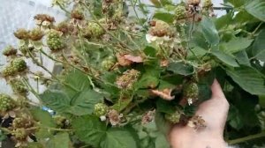 Ежевика Прайм Арк 45 Рем  пока лучший сорт