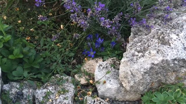 Горечавка семираздельная в альпийской горке (видео)