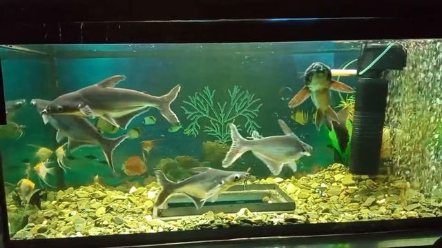 5 видов Скалярий по две пары смотреть онлайн