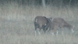 Муфлоны самец, самка, молодые ягнята. Mouflon male, female