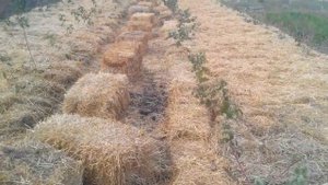 СУПЕР СПОСОБ МУЛЬЧИРОВАНИЕ СОЛОМОЙ КУСТЫ МАЛИНЫ