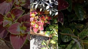 ПОЛКА ДЛЯ КОЛЕУСОВ ЗА 3 КОПЕЙКИ..