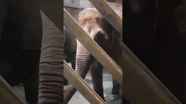 Московский зоопарк #полезная_еда #москва #зоопарк смотреть онлайн