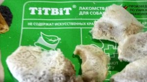 ? АКТИРОВКА ЩЕНКОВ. Что это такое? Щенкам Шпица 7 недель