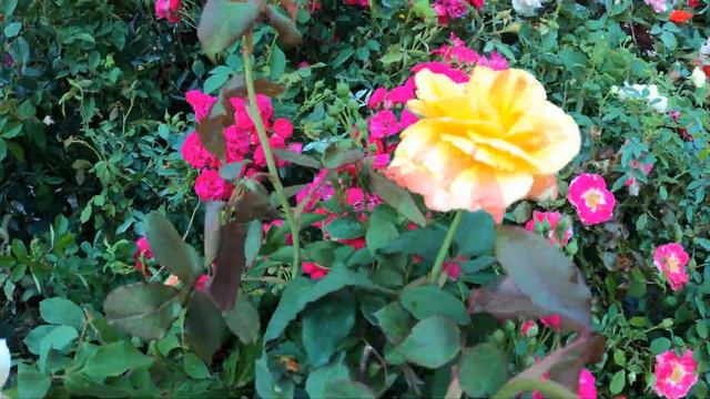 HIBISCUS & ROSE BEAUTY OF GALIFF STREET in 4K| LARGEST EXOTIC FLOWER PLANT HAAT|Best Flowers Foreve смотреть онлайн