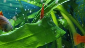 ?Кормление аквариумных рыбок меченосцы, моллинезии, сиамские водорослееды, креветки, хелены, сомики