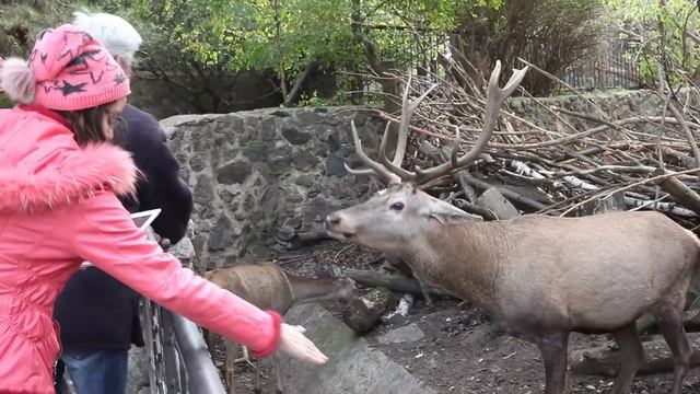 VLOG Как мы в зоопарк ходили смотреть онлайн