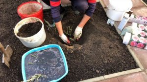 Особенности посадки роз осенью.Посадка роз осенью. Сажаем розы правильно.