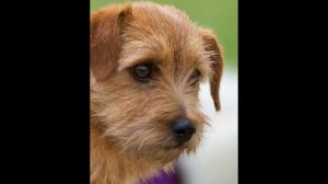 Норфолк Терьер/Norfolk Terrier (порода собак HD slide show)!