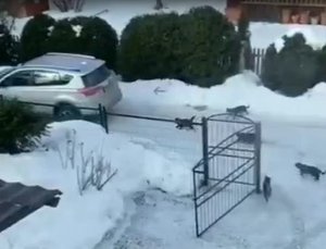 валерьянка