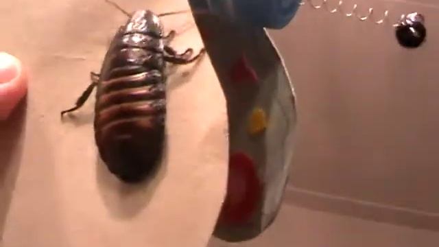 мадагаскарский таракан . Дети не боятся смотреть онлайн