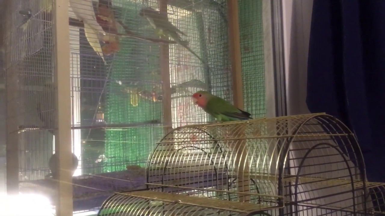 Говорят ли самки неразлучника? Доказательство! смотреть онлайн