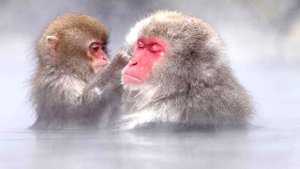 Снежная обезьяна (Японский макак) - интересные факты