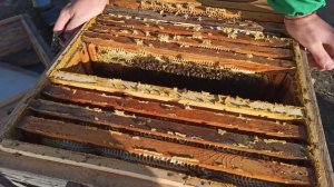 Пчелы начинающим. Как должна выглядеть готовая пчелиная семья в зиму. Сколько меда оставлять