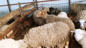 Что будет если не ухаживать за копытами овец?|Копытная гниль|Овцеводство