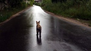 Сказка для детей: Котенок Барсик