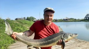 За этой рыбой я проехал 1000 километров / Огромные осетры на поплавочную удочку / Трофейная рыбалка