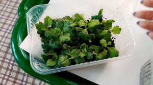 ХРИЗАНТЕМА ЦВЕТУЩАЯ В ДЕКАБРЕ. КАКИЕ ЭТАПЫ ПРОХОДИТ ЧЕРЕНОК ХРИЗАНТЕМЫ.