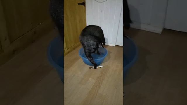 Камышовый кот смотреть онлайн