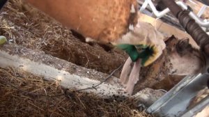 Обработка копыт коров в новом станке