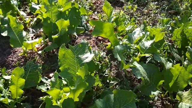 Хрен альбинос смотреть онлайн