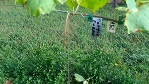 Виноградная школка в Тульской области. Съëмка 30.08.2021года.