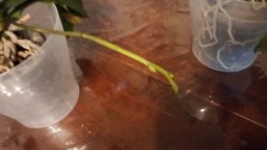 сколько растет цветонос орхидеи