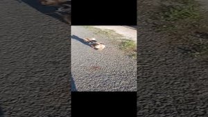 выгуливаем собаку