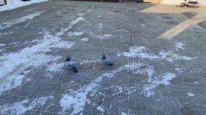 Как голуби переносят мороз.