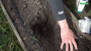 Когда благоприятнее всего высаживать в грунт огурцы, томаты, перцы и другие культуры?