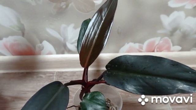 Комнатные цветы/растения. Обзор комнатных цветов. Филодендроны, аглаонема, сингониум, традесканция.