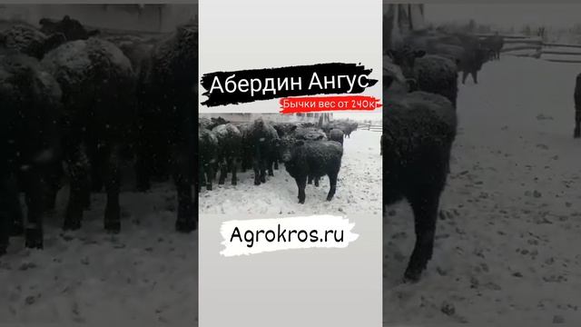 Мясная ферма по продаже породы Абердин Ангус. Купить Абердин Ангус в России