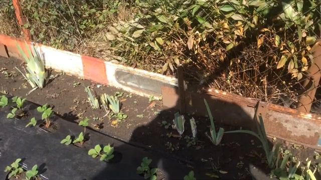 Клубника сорт Дарселект 26 сентября 2021 г. смотреть онлайн