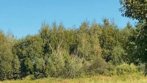 Открытие летней охоты на куропатку с курцхааром.