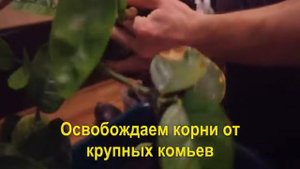 Домашний лимон на подоконнике. Как пересадить лимон Киевский крупноплодный.