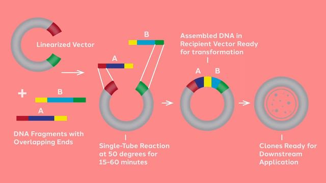 A Brief Look at Gibson Assembly смотреть онлайн
