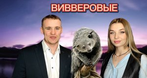 Животный мир. Семейство вивверовые.