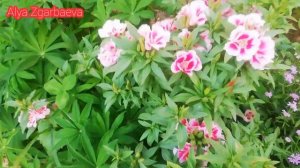 Годеция красивый неприхотливый цветок, особо ухода не требует ?