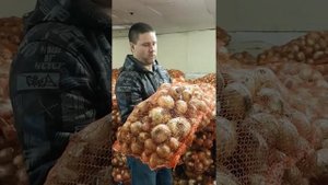 Как выбирать лук на выгонку пера