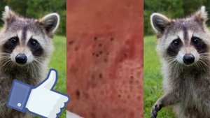 removing cystic acne | чёрные точки | прыщи выдавливание| акне