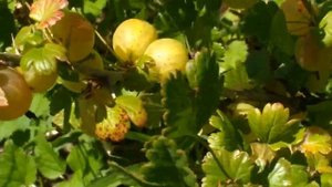 Uva spina (Ribes uva-crispa L.)