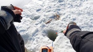 Весенняя рыбалка на реке Чусовой. Ловля на мормышку.