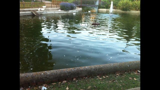 IMPRO LIBRE EN HOMOFONÍA смотреть онлайн