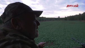 Лось на реву. Калужская область. Своя охота.