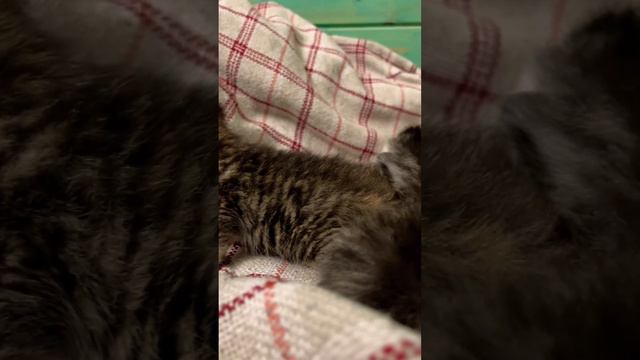 Котятам 2 недели 🐾🐈⬛❤️ смотреть онлайн