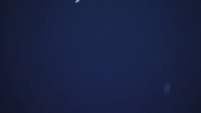 Deep Sea Predation: Squid Eats Fish | Nautilus Live смотреть онлайн