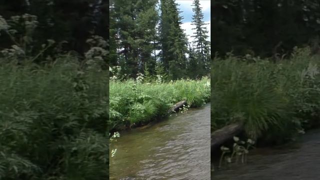 1538 Тайга Рыба Хариус Плавает под Ногами #дмитрийяков #рыбалка #тайга #fishing #хариус #выживалово