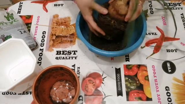 ПЕРЕСАДКА НОЛИНЫ. БОКАРНЕЯ смотреть онлайн