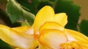 Уход за Декабристом!!!